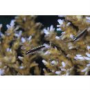 Eviota nigriventris Giltay, 1933