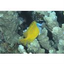 Siganus (Lo) vulpinus (Schlegel et Muller, 1845)