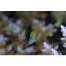 Pomacentrus nigromanus Weber, 1913