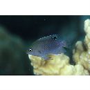 Pomacentrus nagasakiensis Tanaka, 1917