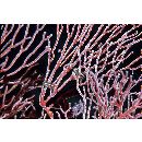 Stethojulis strigiventer (Bennett, 1832)