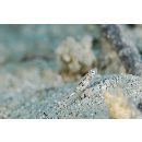 Grallenia arenicola Shibukawa et Iwata, 2007