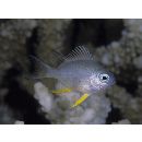 Amblyglyphidodon leucogaster (Bleeker, 1847)