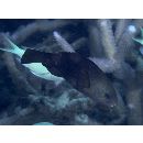 Scarus globiceps Valenciennes, 1840