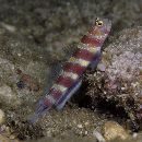 Amblyeleotris wheeleri (Polunin et Lubbock, 1977)