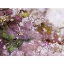 Eviota fallax Greenfield et Allen, 2012