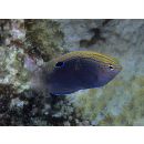 Pomacentrus vaiuli Jordan et Seale, 1906