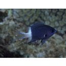 Chromis margaritifera Fowler, 1946