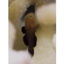 Paragobiodon echinocephalus (Ruppell, 1830)