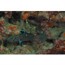 Belonoperca chabanaudi Fowler et Bean, 1930