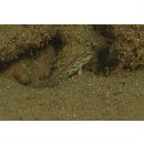 Gladiogobius brevispinis Shibukawa et Allen, 2007