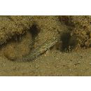 Gladiogobius brevispinis Shibukawa et Allen, 2007