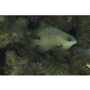 Stegastes nigricans (Lacepede, 1802)