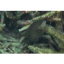 Stegastes nigricans (Lacepede, 1802)