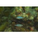 Pomachromis richardsoni (Snyder, 1909)