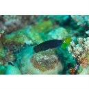 Labropsis manabei Schmidt, 1931