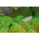 Ecsenius yaeyamaensis (Aoyagi, 1954)