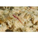 Eviota shimadai Greenfield et Randall, 2010