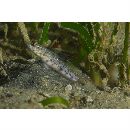 Vanderhorstia sp. 2 of Suzuki et Shibukawa (2004)