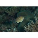 Chromis amboinensis (Bleeker, 1873)