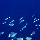 Ptereleotris evides (Jordan et Hubbs, 1925)