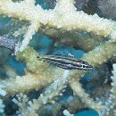 Cheilodipterus quinquelineatus Cuvier, 1828