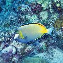 Acanthurus japonicus (Schmidt, 1931)