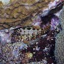 Epinephelus hexagonatus (Forster, 1801)