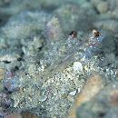 Fusigobius signipinnis Hoese et Obika, 1988