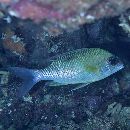 Scolopsis margaritifera (Cuvier, 1830)