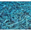 Corythoichthys haematopterus (Bleeker, 1851)