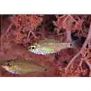 Ostorhinchus notatus (Houttuyn, 1782)