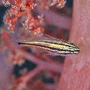 Ostorhinchus endekataenia (Bleeker, 1852)