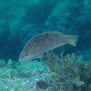 Pseudolabrus eoethinus (Richardson, 1846)