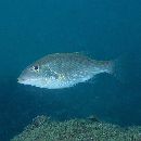 Lethrinus genivittatus Valenciennes, 1830