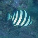 Oplegnathus fasciatus (Temminck et Schlegel, 1844)