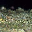 Istigobius campbelli (Jordan et Snyder, 1901)