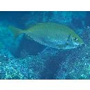 Siganus fuscescens (Houttuyn, 1782)