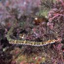 Corythoichthys haematopterus (Bleeker, 1851)