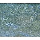 Bothus pantherinus (Ruppell, 1830)