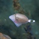 Sufflamen chrysopterum (Bloch et Schneider, 1801)