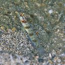 Amblyeleotris gymnocephala (Bleeker, 1853)