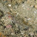 Fusigobius signipinnis Hoese et Obika, 1988