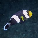 Amphiprion sp. 1