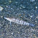 Parapercis lineopunctata Randall, 2003