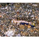 Dactylopus dactylopus (Valenciennes, 1837)