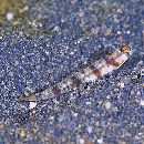 Amblyeleotris gymnocephala (Bleeker, 1853)