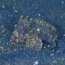 Paracentropogon longispinis (Cuvier, 1829)