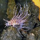 Pterois volitans (Linnaeus, 1758)