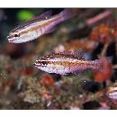 Ostorhinchus moluccensis (Valenciennes, 1832)